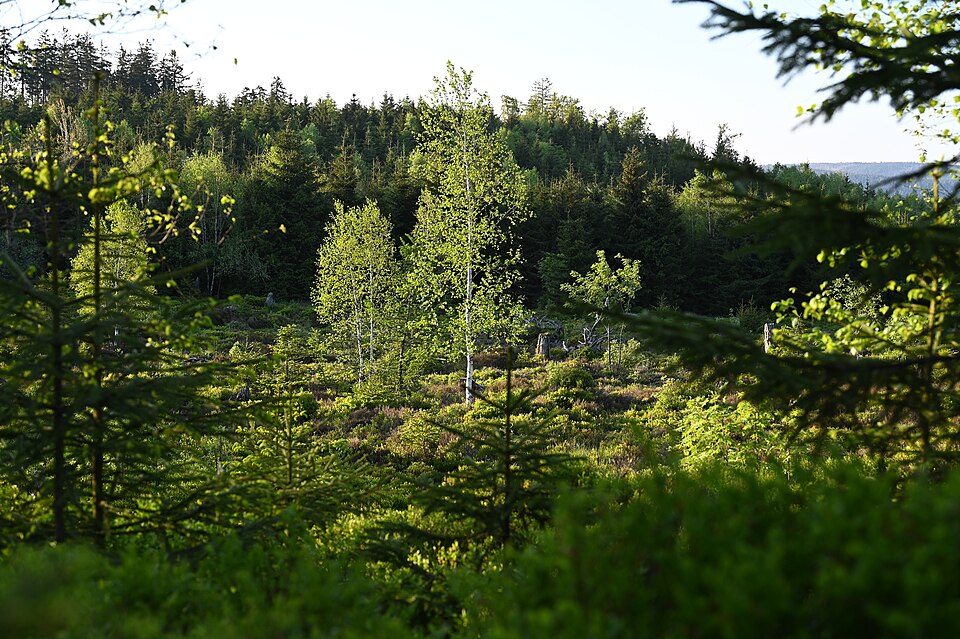 Dichter Wald im Schwarzwald in Deutschland